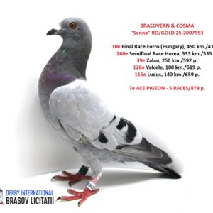 BRASOVEAN & COSMA