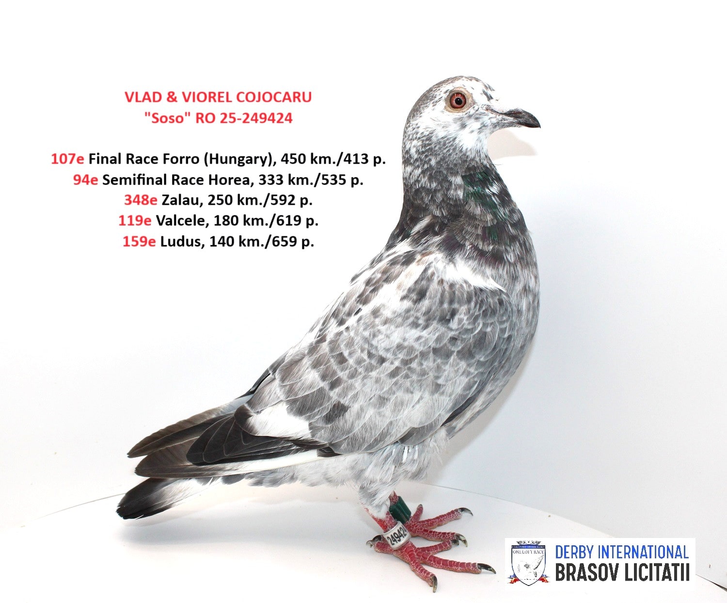 VLAD & VIOREL COJOCARU