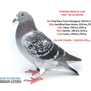 CIOROBA MIHAI & LIVIA
