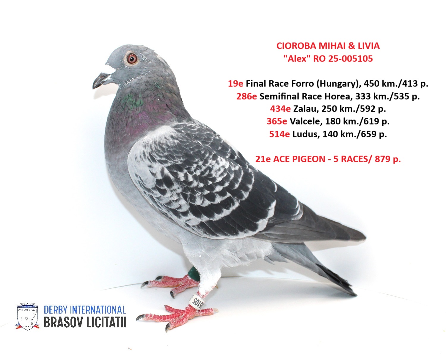 CIOROBA MIHAI & LIVIA