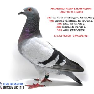 AMARIEI PAUL ALEXIA & TEAM PIGEONS