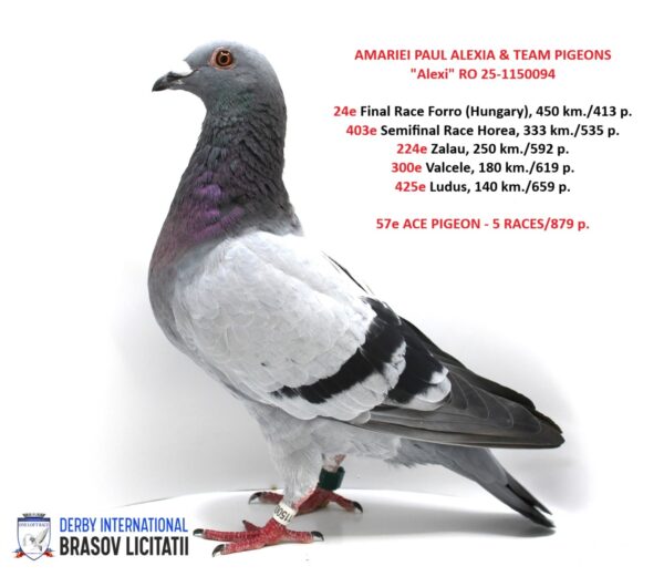 AMARIEI PAUL ALEXIA & TEAM PIGEONS