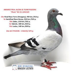 AMARIEI PAUL ALEXIA & TEAM PIGEONS