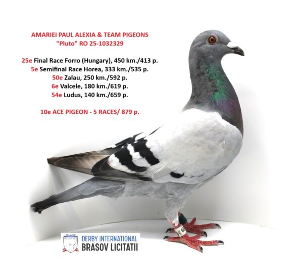 AMARIEI PAUL ALEXIA & TEAM PIGEONS