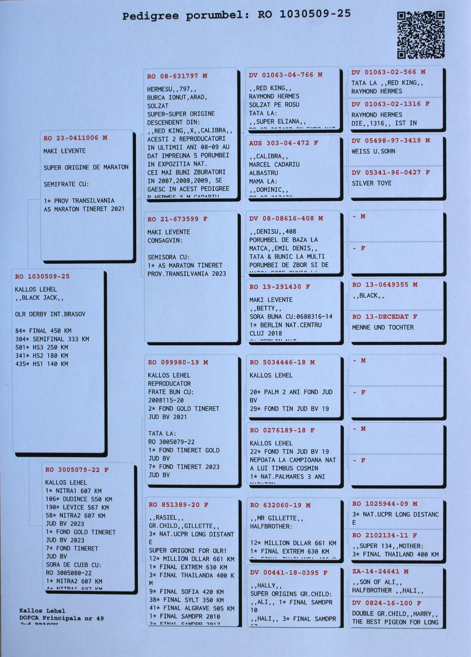 KALLOS LEHEL - Image 2