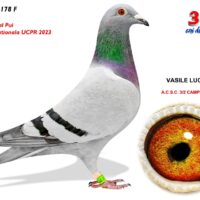 TEAM LERESTI & CIPRIAN - Image 3