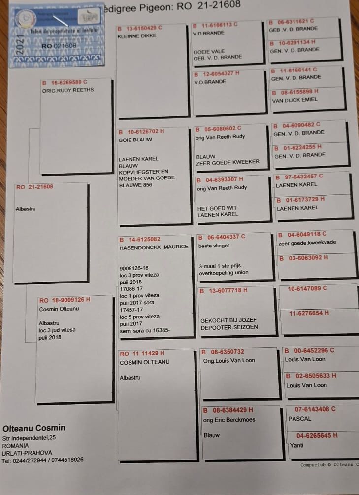 CRISTI SERBAN - Image 2