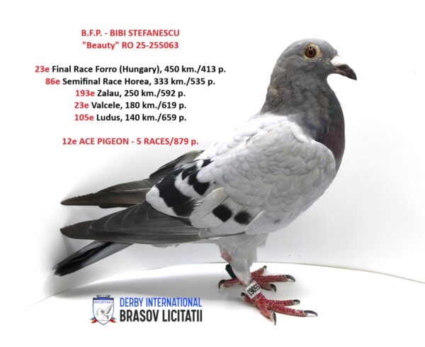 B.F.P.- BIBI STEFANESCU