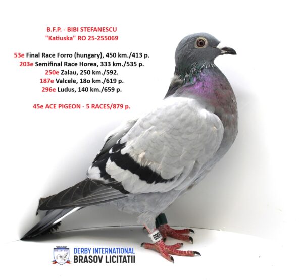 B.F.P. – BIBI STEFANESCU