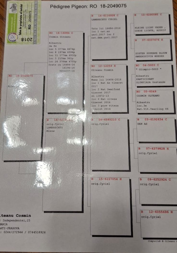 CRISTI SERBAN - Image 3