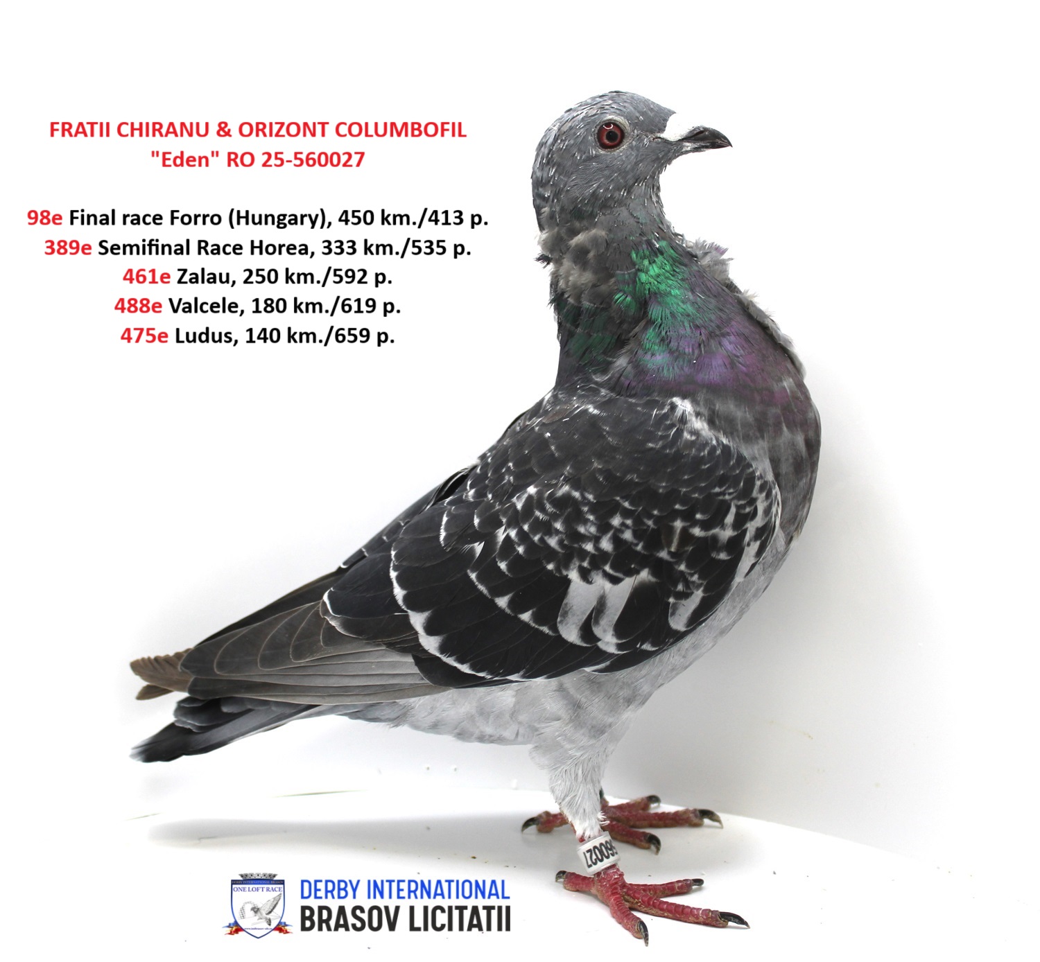 FRATII CHIRANU & ORIZONT COLUMBOFIL