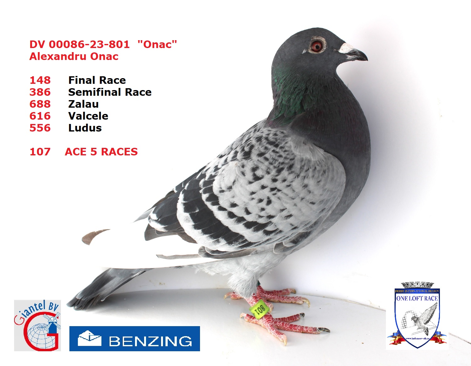 DV 00086-23-801 – MASCUL - Image 3