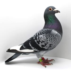 DV 00975-23-689 - MASCUL