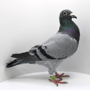 DV 00244-23-403 - FEMELA