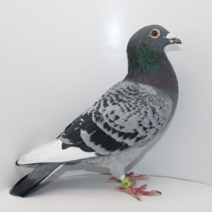 DV 00086-23-801 - MASCUL