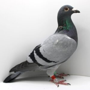 IT 22-250337 - FEMELA