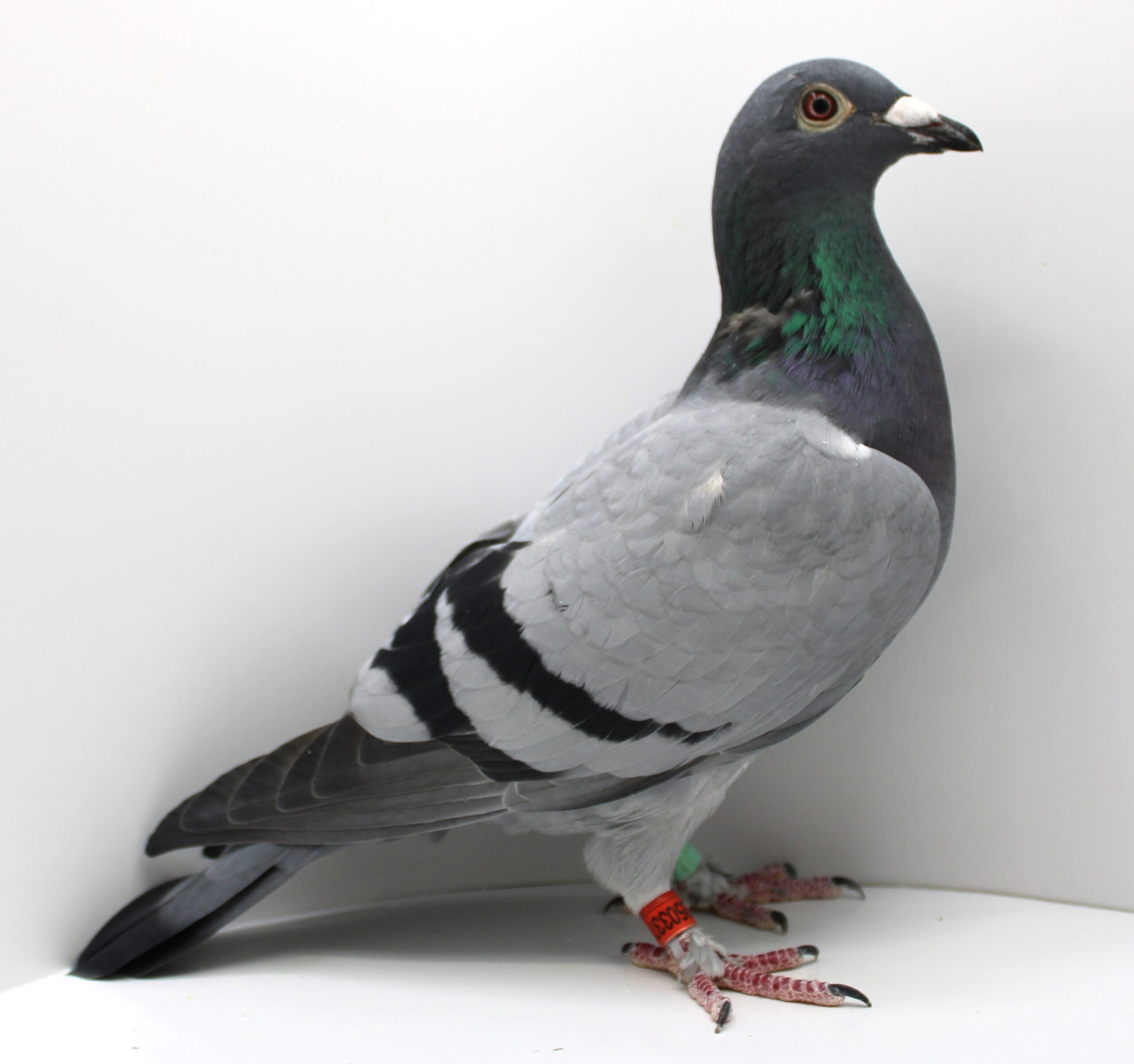 IT 22-250337 – FEMELA