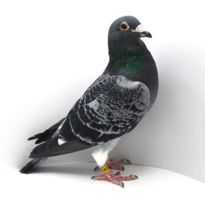 NL 19-1776281 - MASCUL