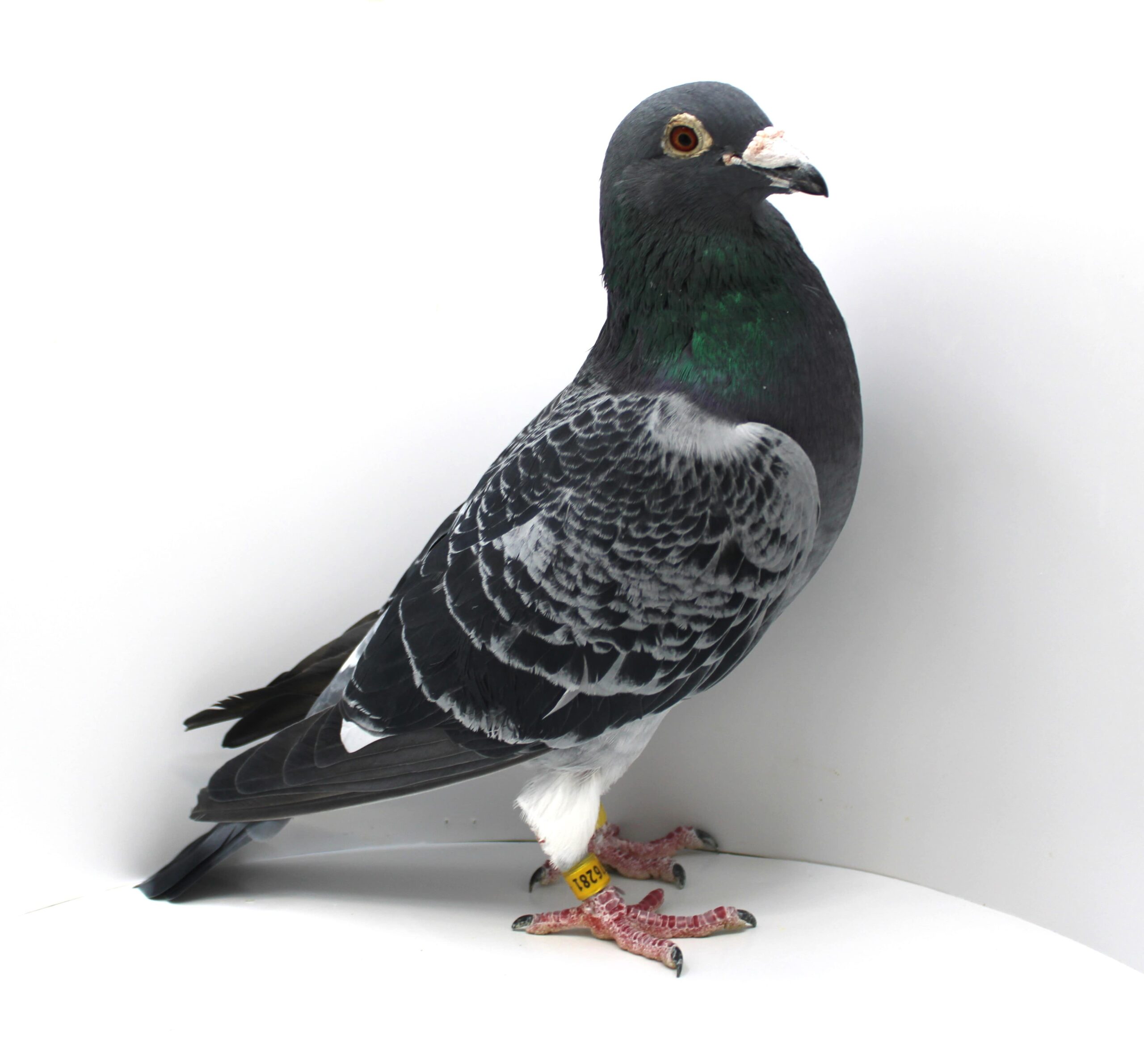 NL 19-1776281 – MASCUL