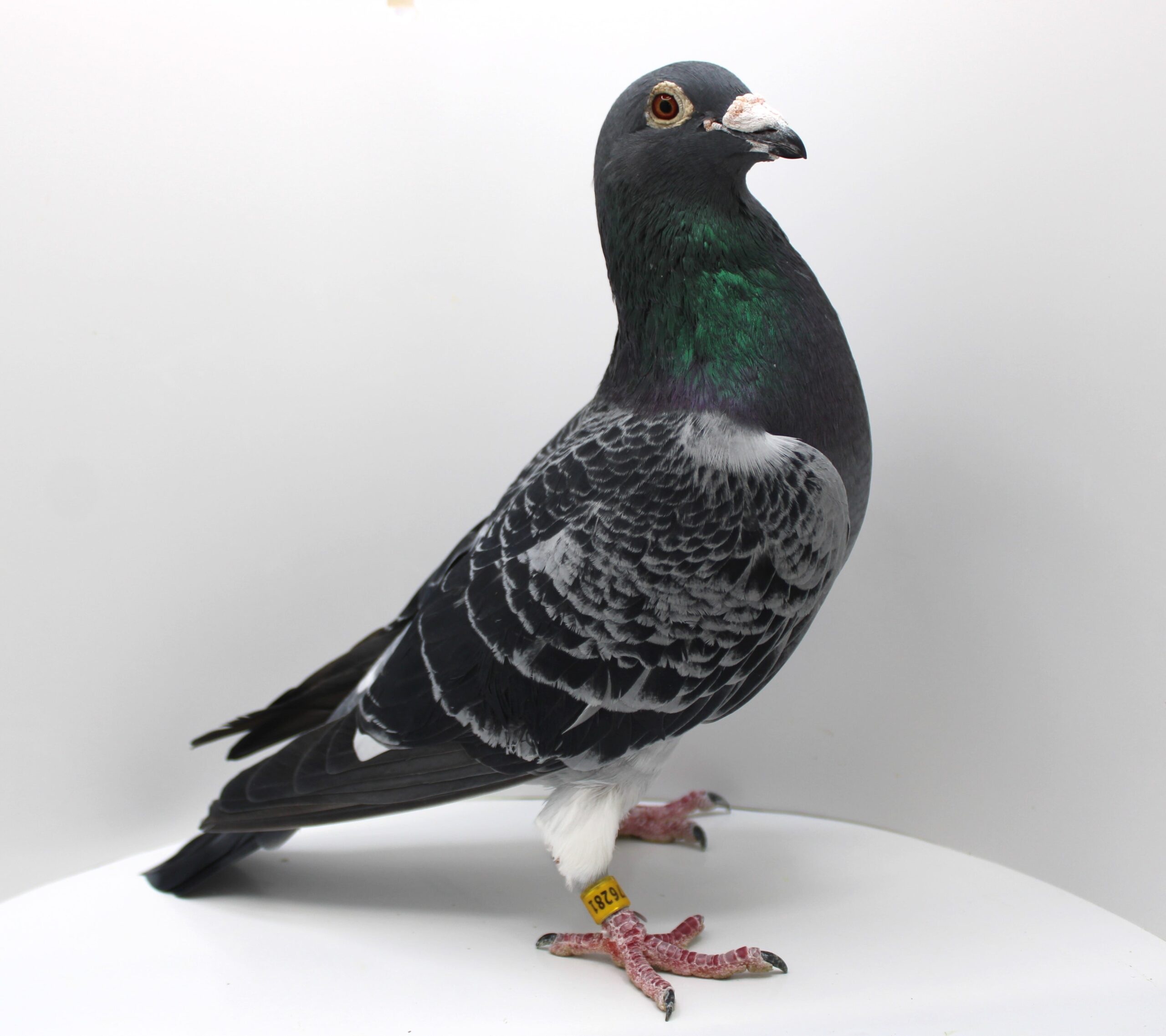 NL 19-1776281 – MASCUL - Image 3