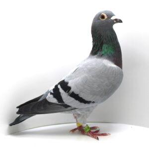 NL 23-9401573 - FEMELA