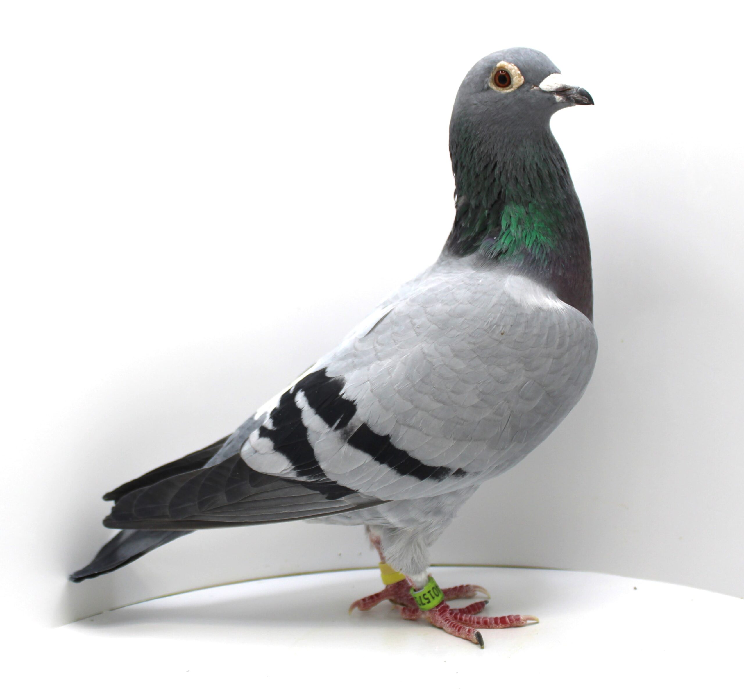 NL 23-9401573 – FEMELA