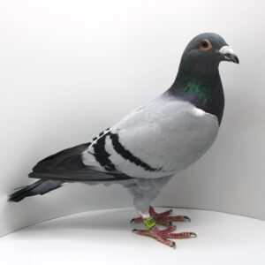 NL 23-9450883 - MASCUL