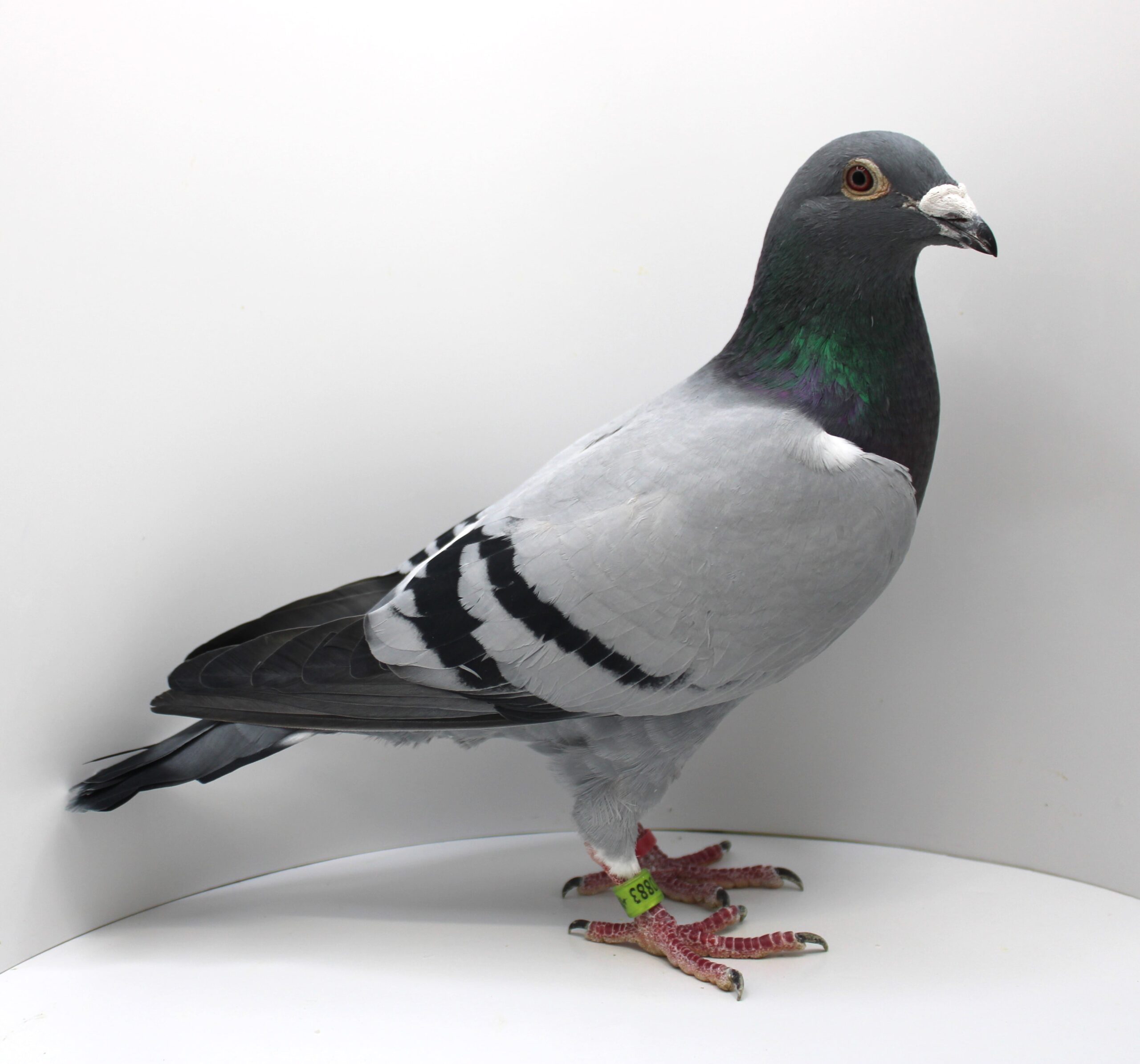 NL 23-9450883 – MASCUL