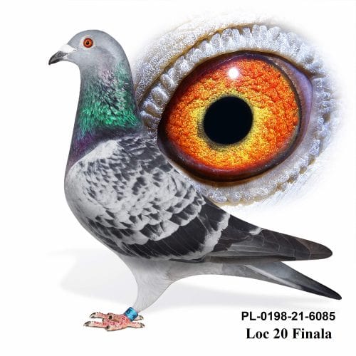 PL 0198-21-6085 – MASCUL - Image 3