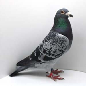 PL 0198-21-6085 - MASCUL