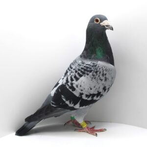 RO 19-0590388- MASCUL