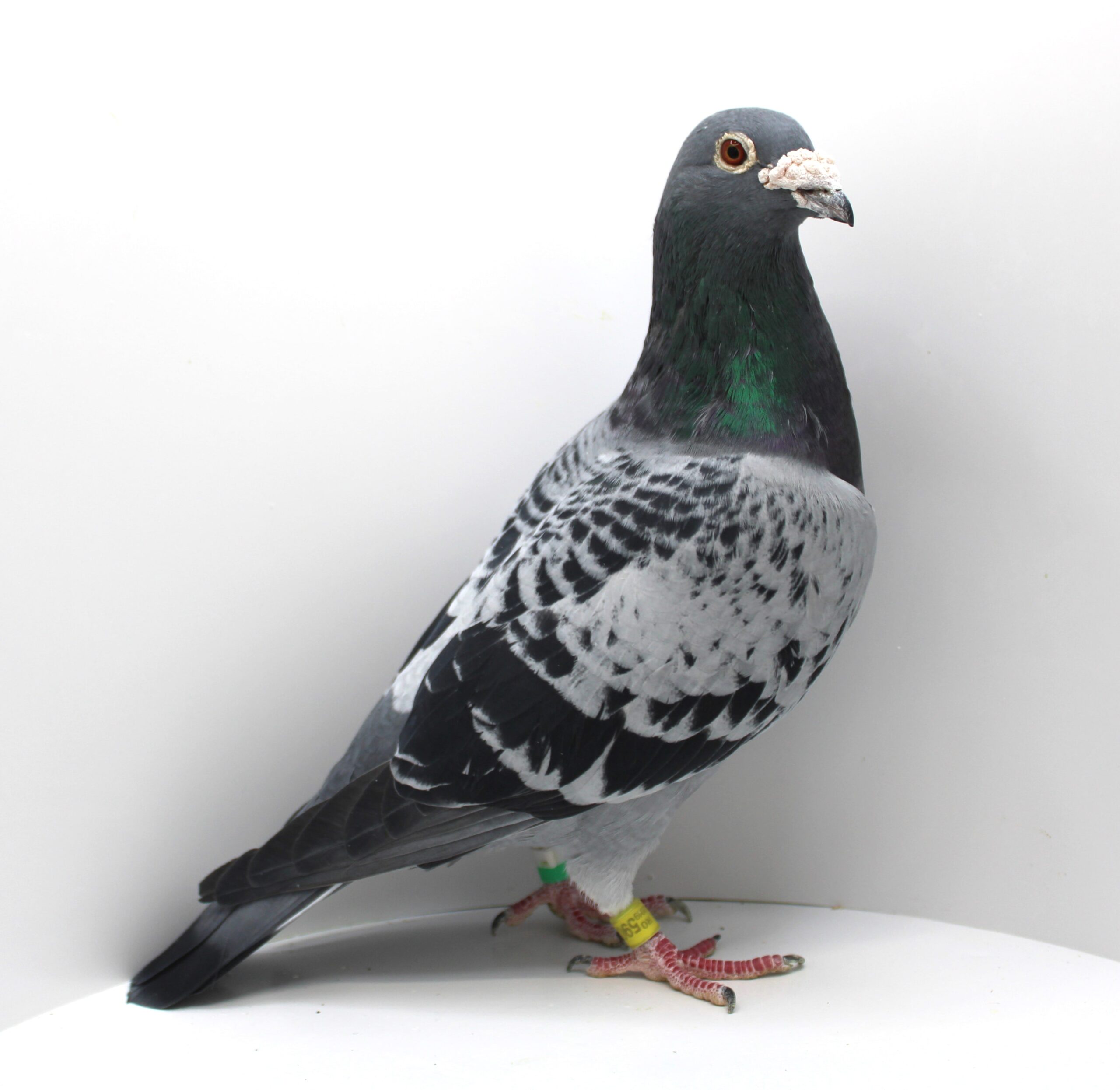 RO 19-0590388- MASCUL