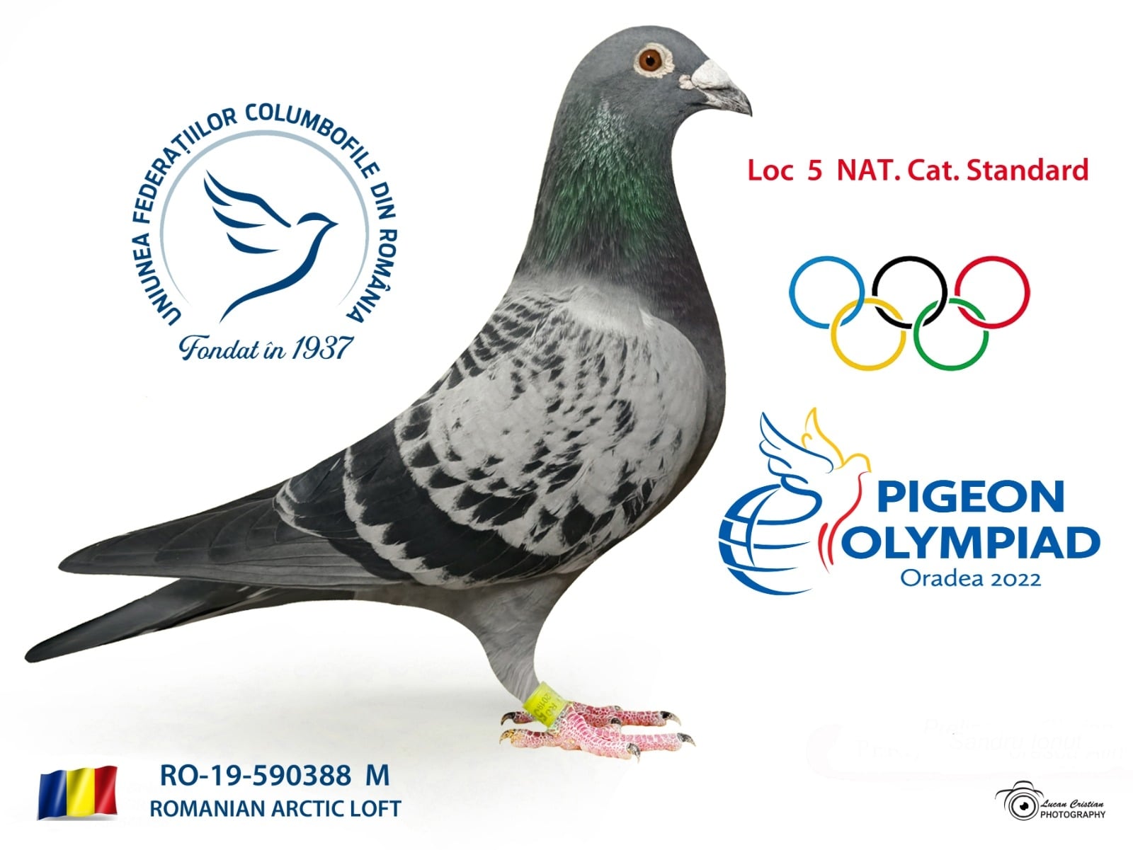 RO 19-0590388- MASCUL - Image 3