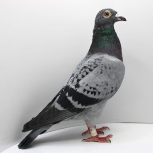 RO 20-056757 - FEMELA