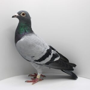 RO 20-089425 - FEMELA