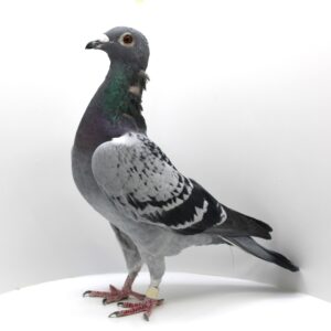 RO 20-326067 - FEMELA