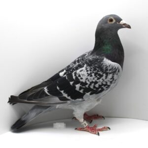 RO 20-459315 - FEMELA