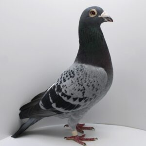 RO 20-950072- MASCUL