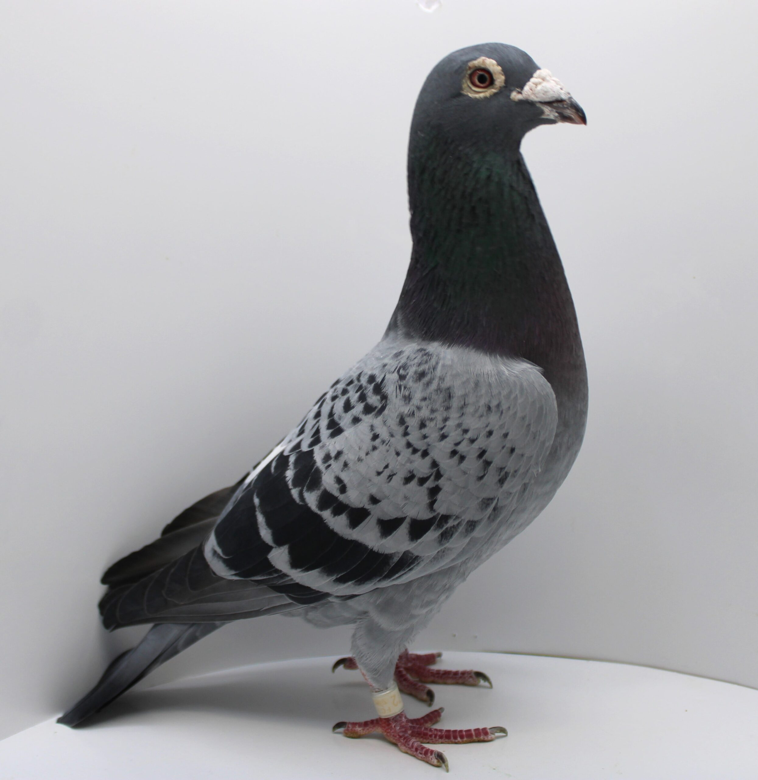 RO 20-950072- MASCUL