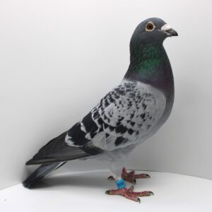 RO 21-055858 - MASCUL