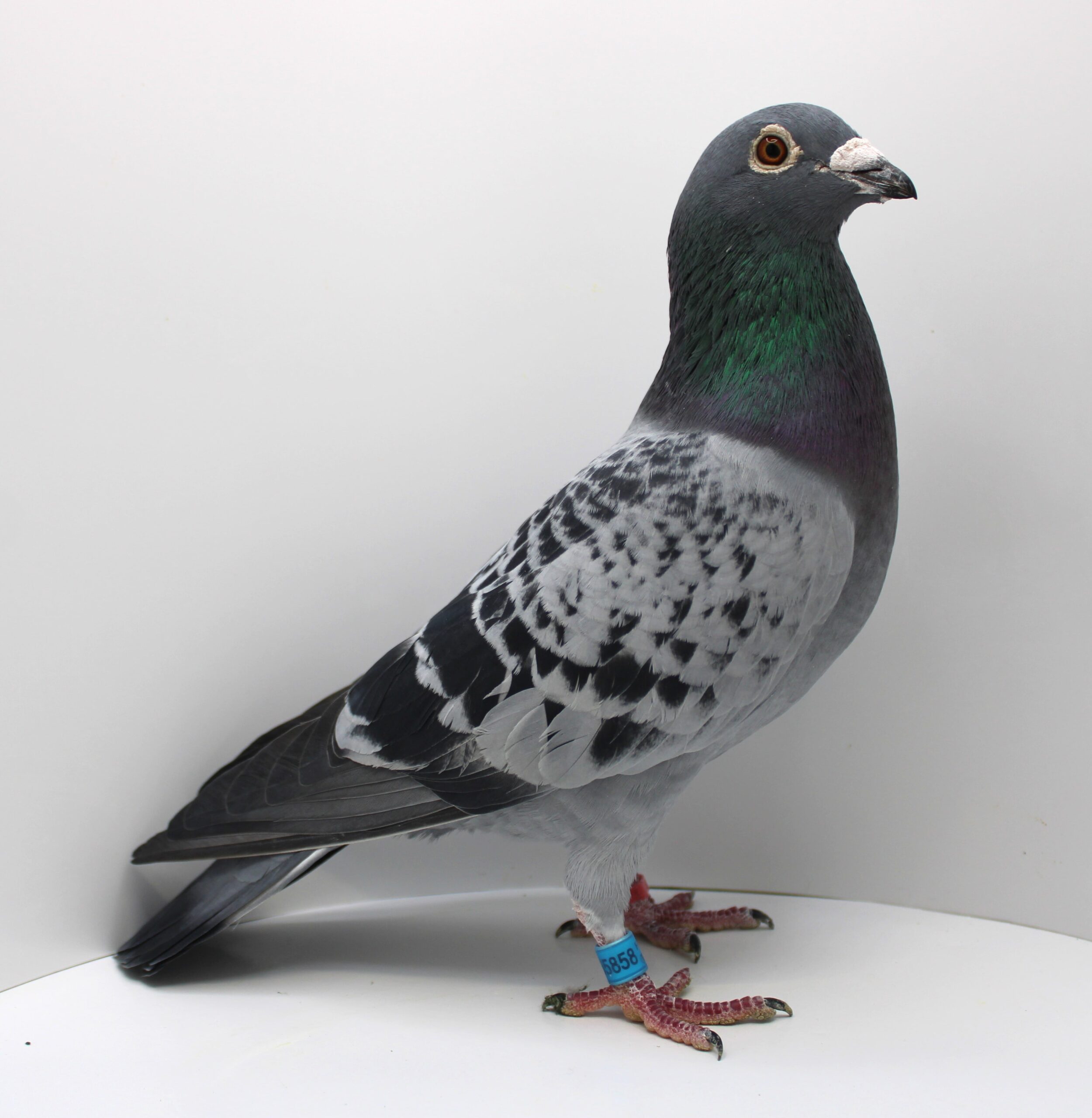 RO 21-055858 – MASCUL