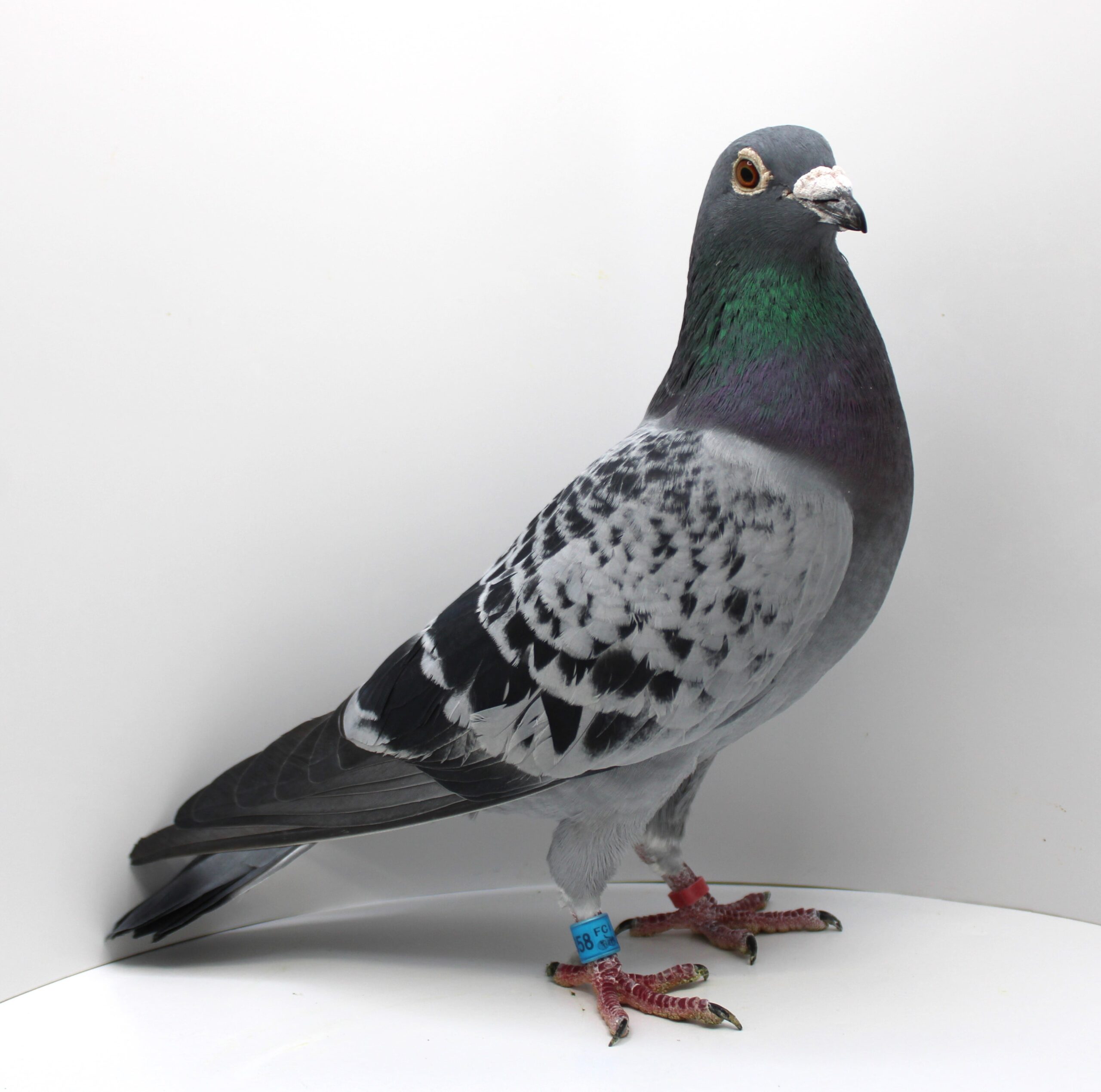 RO 21-055858 – MASCUL - Image 3