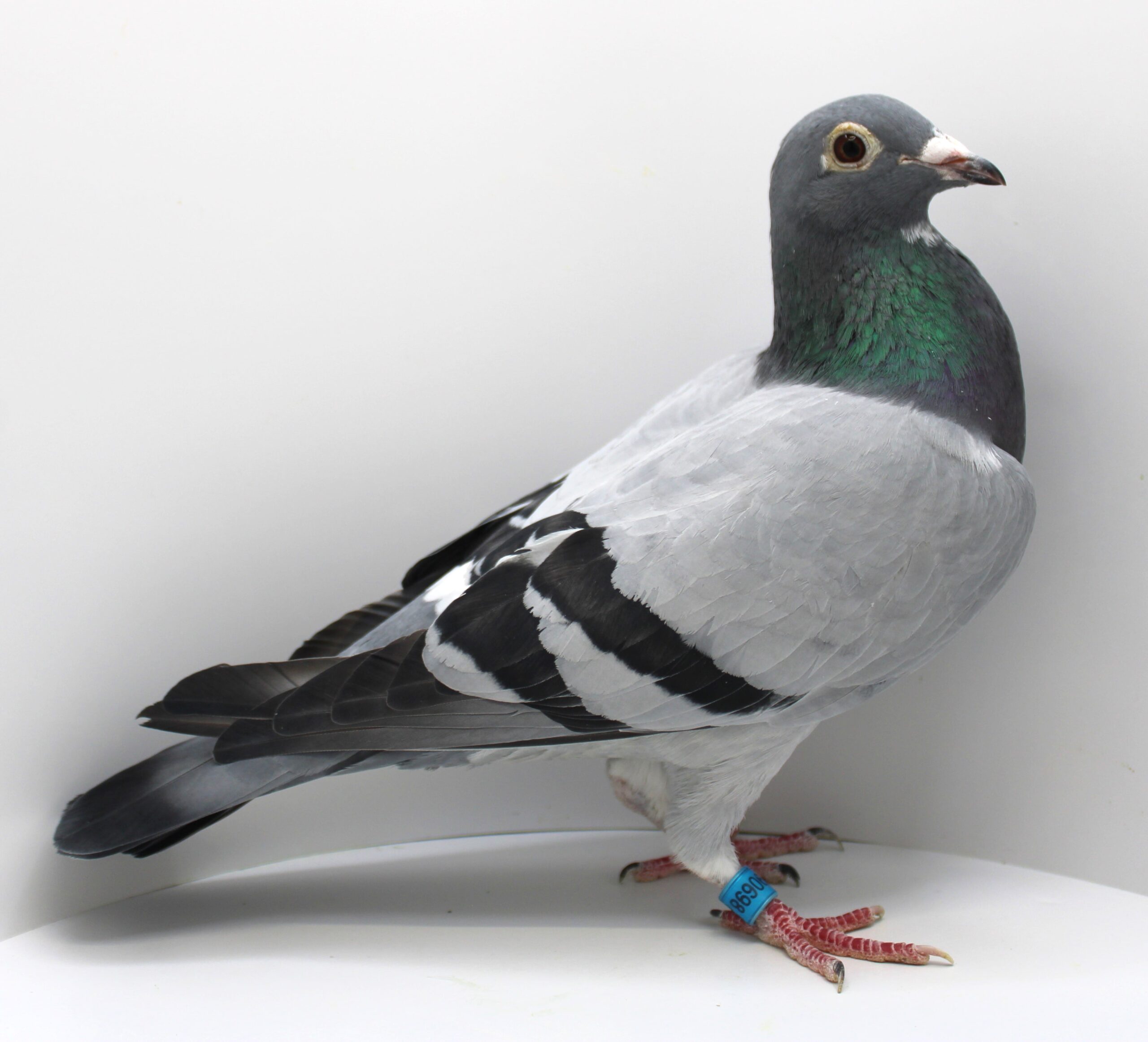 RO 21-690698 – FEMELA