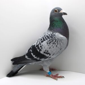 RO 21-695333 - MASCUL