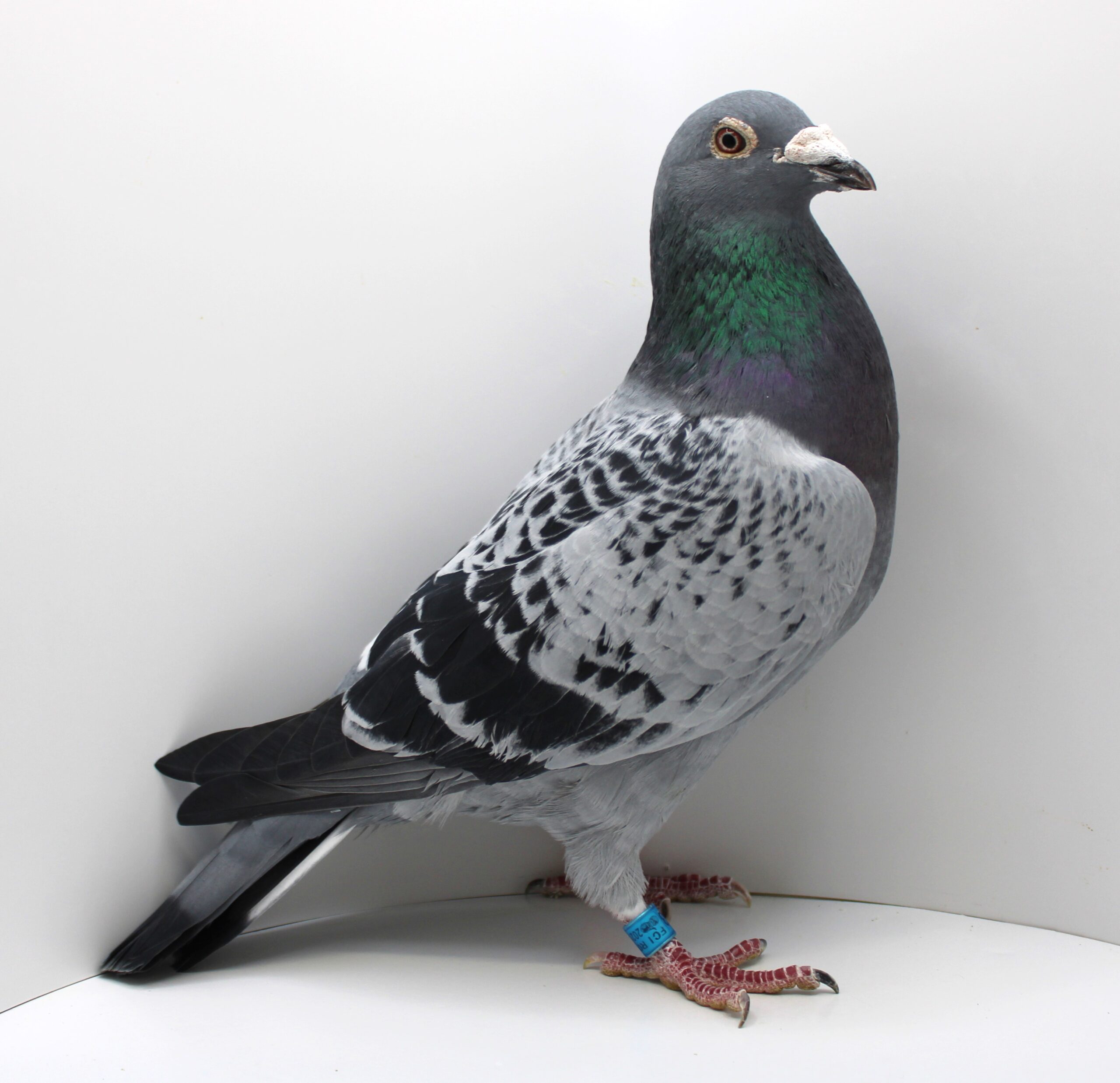 RO 21-695333 – MASCUL