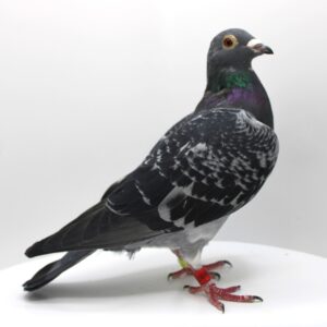 RO 22-0690375 - FEMELA