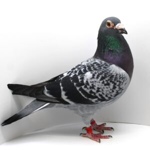 RO 22-0691829- MASCUL