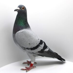 RO 22-1184893 - MASCUL