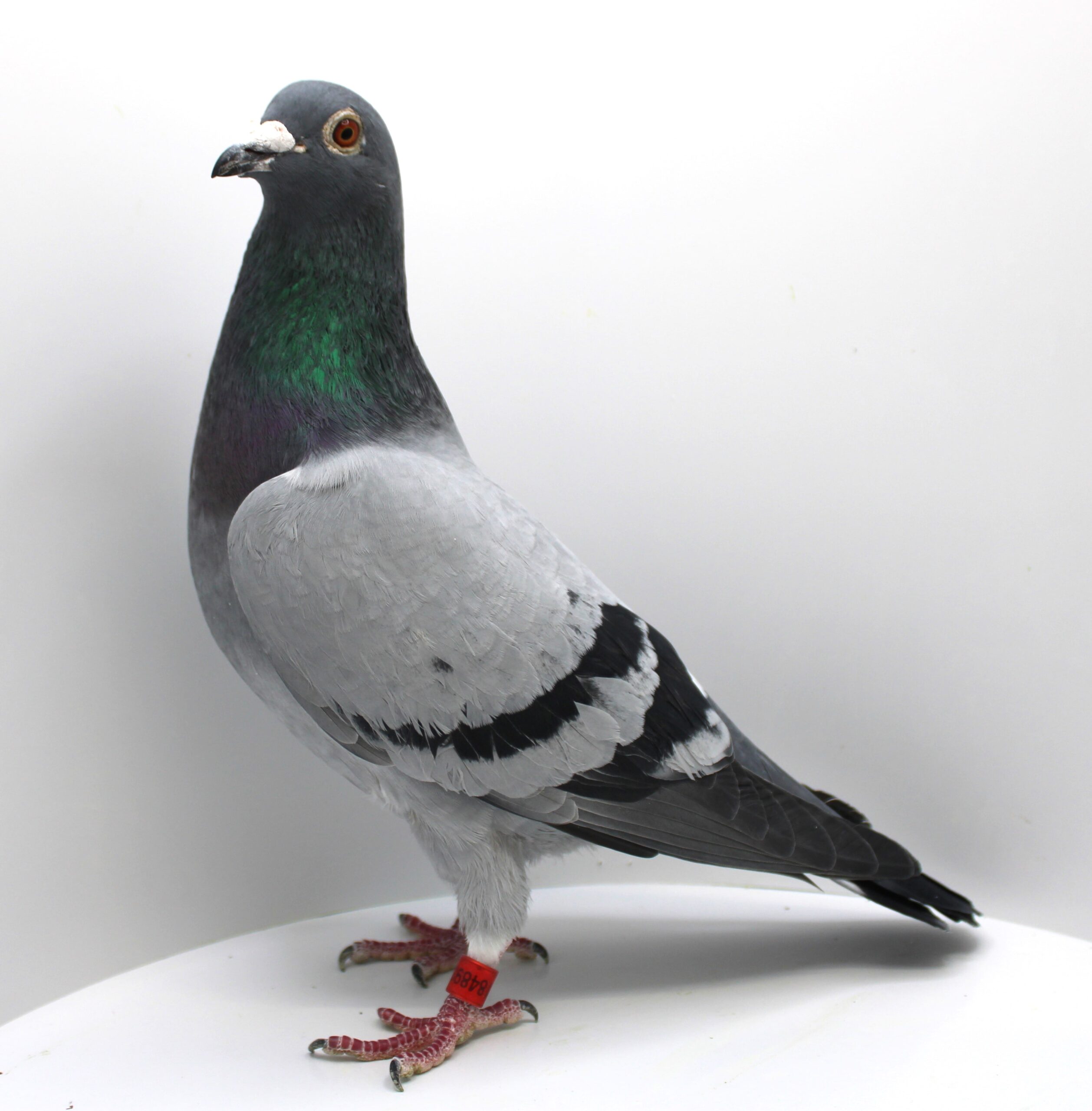 RO 22-1184893 – MASCUL