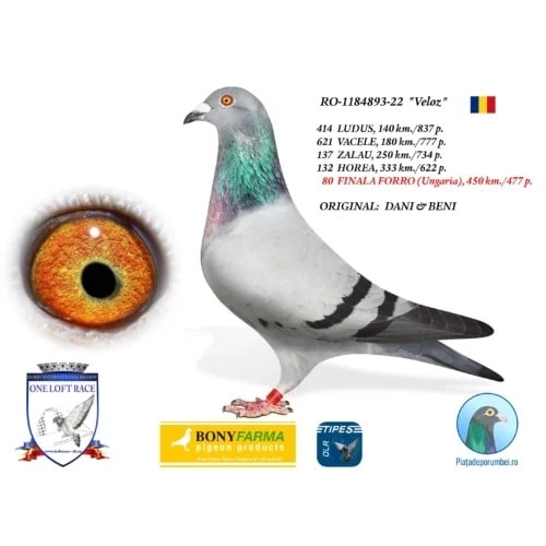 RO 22-1184893 – MASCUL - Image 3